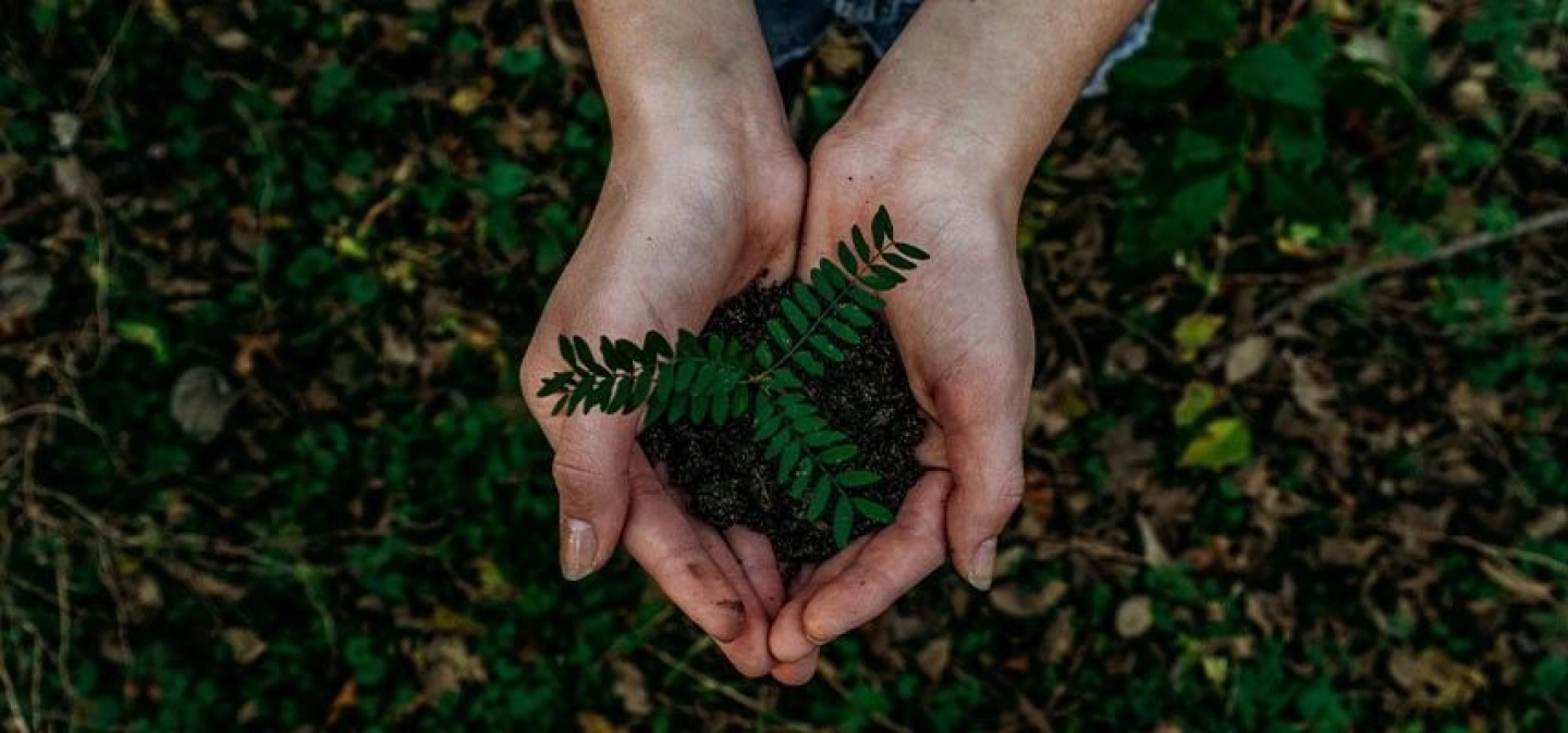 Mains tenant de la terre et une plante à Lyon